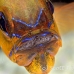 cardinalfish_ringtailed_gbb_mb_h_0194_png1502.jpg